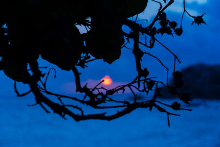 Dramatic sunset on the beach between tree leaves with vibrant colors. Salvador, Bahia, Brazil.の写真素材