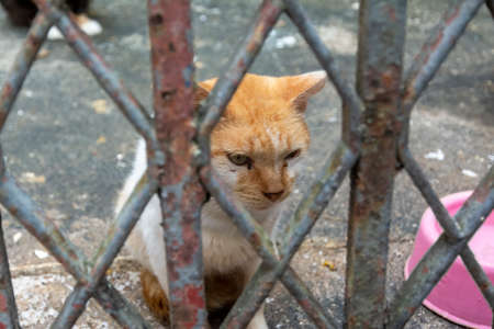 Abandoned cat seen on Pelourinho street. City of Salvador in the Brazilian state of Bahia.の写真素材
