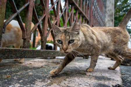 Abandoned cat seen on Pelourinho street. City of Salvador in the Brazilian state of Bahia.の写真素材