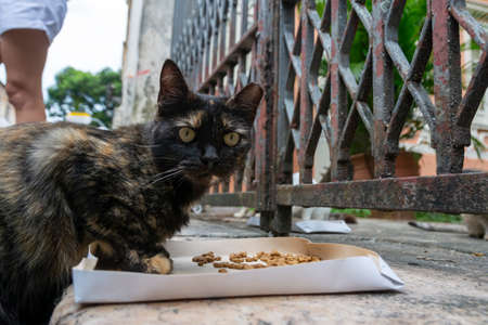 Abandoned cat seen on Pelourinho street. City of Salvador in the Brazilian state of Bahia.の写真素材