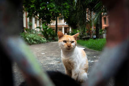 Abandoned cat seen on Pelourinho street. City of Salvador in the Brazilian state of Bahia.の写真素材