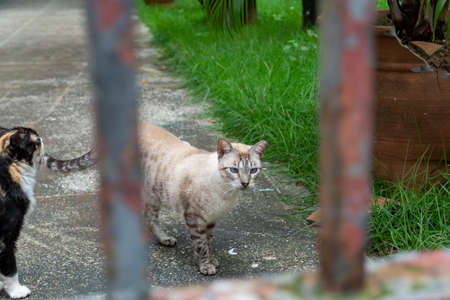 Abandoned cats seen in a private location. City of Salvador in the Brazilian state of Bahia.