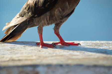 Detail of a pigeon's legs on top of a wall against the sea in the background. Rio Vermelho Beach, Salvador, Bahia, Brazil.の写真素材