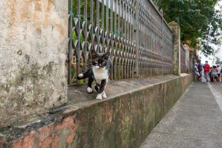 Abandoned cat seen on Pelourinho street. City of Salvador in the Brazilian state of Bahia.のeditorial素材