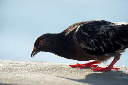 Pigeon on a fence against the sea in the background. Rio Vermelho Beach, Salvador, Bahia, Brazil.の写真素材