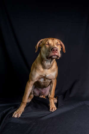 Portrait of a pit bull dog sitting against black background. City of Salvador, Bahia, Brazil.の写真素材