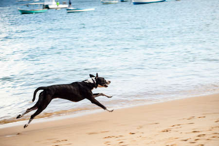 Salvador, Bahia, Brazil - June 04, 2022: Dog plays in the sand of Porto da Barra beach in Salvador, Bahia.の写真素材