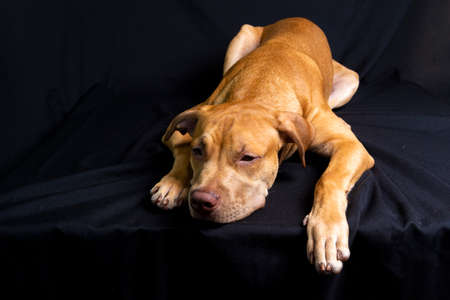 Portrait of a pit bull dog lying down against black background. City of Salvador, Bahia, Brazil.の写真素材