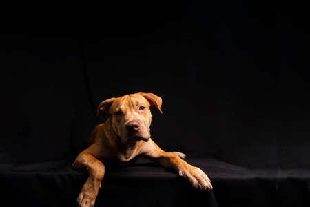 Portrait of a pit bull dog lying down against black background. City of Salvador, Bahia, Brazil.