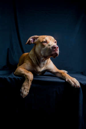 Portrait of a pit bull dog lying down against black background. City of Salvador, Bahia, Brazil.の写真素材