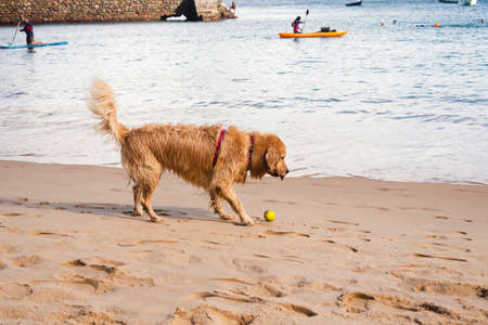 Salvador, Bahia, Brazil - June 04, 2022: Dog plays in the sand of Porto da Barra beach in Salvador, Bahia.の写真素材