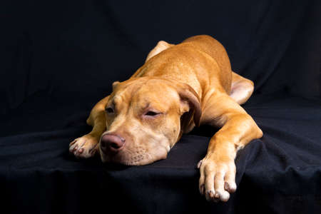 Portrait of a pit bull dog lying down against black background. City of Salvador, Bahia, Brazil.の写真素材