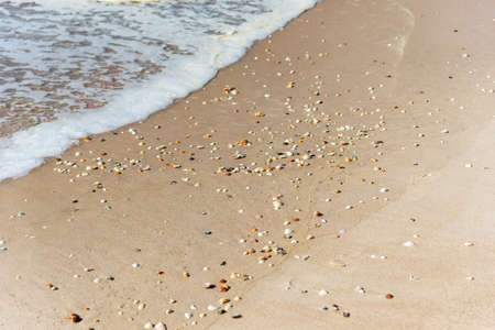 Shells spread on a seashore. Summer beach background. Coast of the sea of Bahia, Brazil.の写真素材