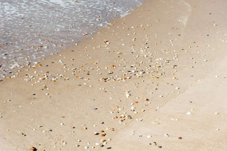 Shells spread on a seashore. Summer beach background. Coast of the sea of Bahia, Brazil.の写真素材