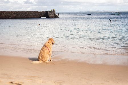 Salvador, Bahia, Brazil - June 04, 2022: Dog plays in the sand of Porto da Barra beach in Salvador, Bahia.のeditorial素材