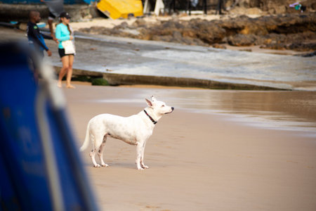 Salvador, Bahia, Brazil - June 04, 2022: Dog plays in the sand of Porto da Barra beach in Salvador, Bahia.のeditorial素材