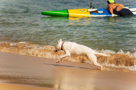 Salvador, Bahia, Brazil - June 04, 2022: Dog plays in the sand of Porto da Barra beach in Salvador, Bahia.のeditorial素材