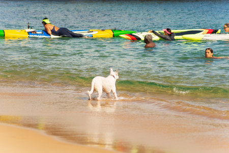 Salvador, Bahia, Brazil - June 04, 2022: Dog plays in the sand of Porto da Barra beach in Salvador, Bahia.のeditorial素材