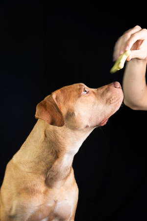 Portrait of brown colored pitbull dog looking up against black background. City of Salvador, Bahia, Brazil.の写真素材