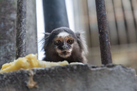 A close up of a curious juvenile mico Estrela looking directly at the camera. Salvador, Bahia, Brazil.の写真素材