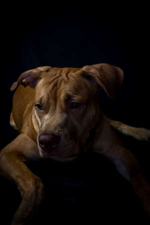 Portrait of a caramel-colored pit bull dog against black background. City of Salvador, Bahia, Brazil.の写真素材
