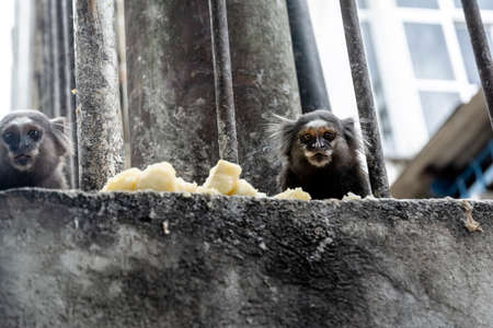 A close up of a curious juvenile mico Estrela looking directly at the camera. Salvador, Bahia, Brazil.の写真素材