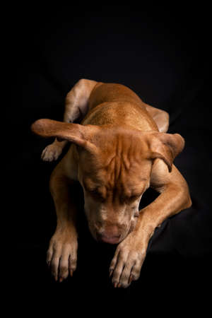 Portrait of a caramel-colored pit bull dog against black background. City of Salvador, Bahia, Brazil.の写真素材