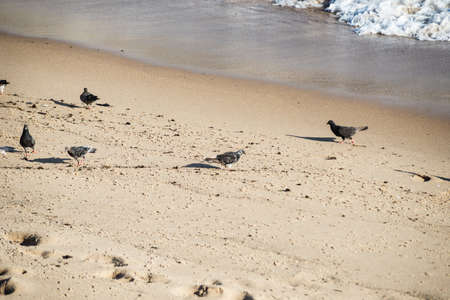 Pigeons eating on the beach sand. Salvador, Bahia, Brazil.の写真素材