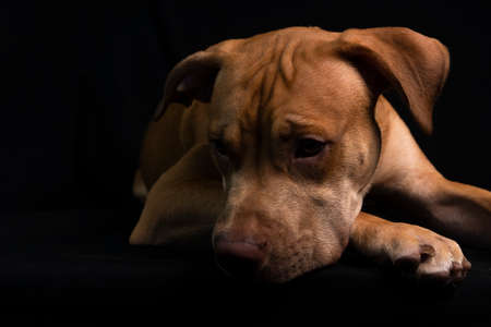 Portrait of a caramel-colored pit bull dog against black background. City of Salvador, Bahia, Brazil.の写真素材