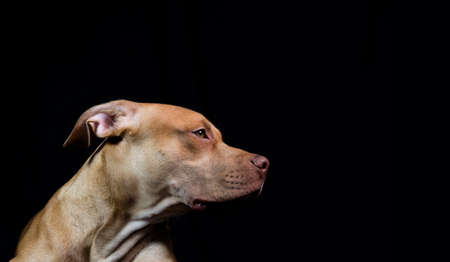 Portrait of a caramel-colored pit bull dog against black background. City of Salvador, Bahia, Brazil.の写真素材