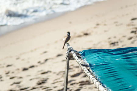Punch bird standing on the fishing boat waiting for food. Salvador, Bahia, Brazil.