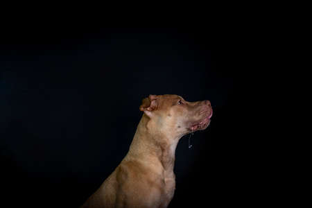 Portrait of a caramel-colored pit bull dog against black background. City of Salvador, Bahia, Brazil.の写真素材