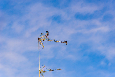 A flock of Laundress birds on a TV antenna against stunning blue sky with clouds. Dawn in the city of Valenca, Bahia.のeditorial素材