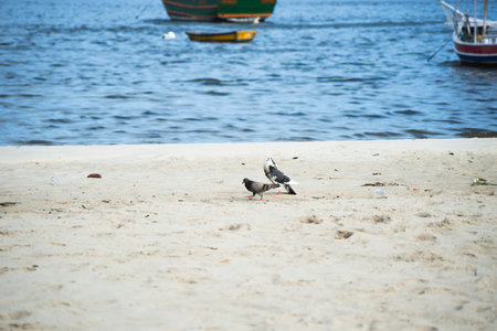 Two pigeons standing on the sand of a beach with the sea out of focus in the background. Beautiful day. Salvador, Bahia, Brazil.の写真素材