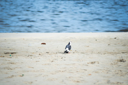 A pigeon standing on the sand of a beach with the sea out of focus in the background. Beautiful day....