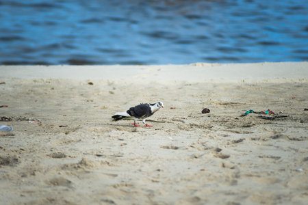 A pigeon standing on the sand of a beach with the sea out of focus in the background. Beautiful day....