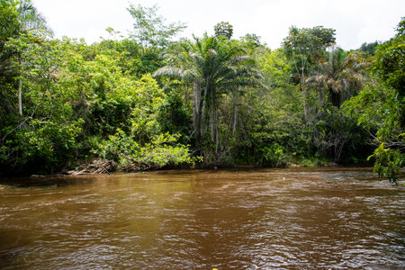 A calm river in the deep forest. City of Valenca, Bahia.