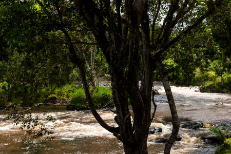 River flowing in the forest. Rural area of the city of ValenÃ§a, Bahia.の写真素材
