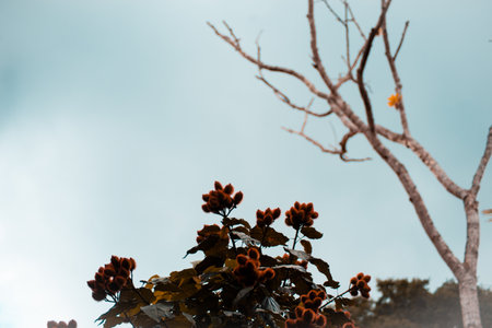 Tree branches against blue sky. Rural area of ValenÃ§a, Bahia.