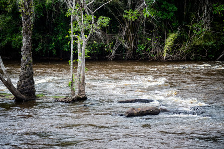 River flowing in the forest. Rural area of the city of ValenÃ§a, Bahia.の写真素材