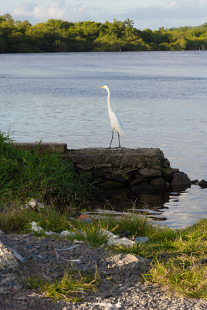 A white heron standing on the riverbank. Preparation for hunting.の写真素材