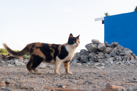 An attentive tabby cat on the sand and concrete street. City of Valenca, Bahia.の写真素材