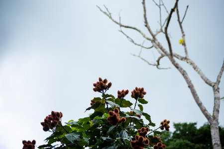 Tree branches against blue sky. Rural area of ValenÃ§a, Bahia.の写真素材