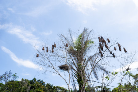 Bird nests hanging from branches of a tree. Rural area of ValenÃ§a, Bahia.の写真素材