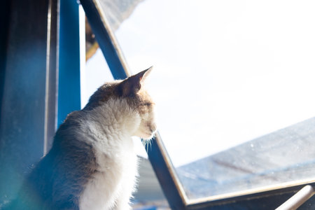 Curious cat looking out the window. Adorable and peaceful pet.の写真素材