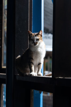 Curious cat looking through the inside of the house. Adorable and peaceful pet.の写真素材