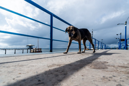 A lone dog walking on the dock. City of Valenca, Bahia.