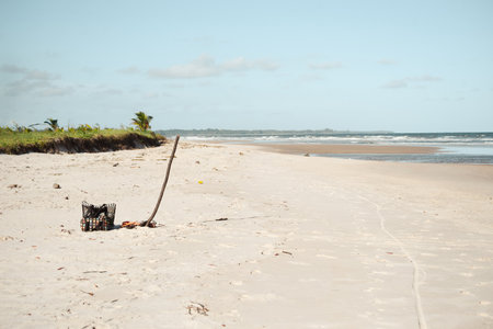 Vegetation on Guaibim beach, in the late afternoon, against a blue sky, in Valenca, Bahia.の写真素材