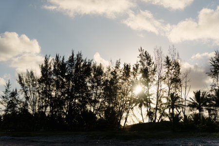 Silhouette of big trees at Praia do Guaibim in Valenca, Bahia.の写真素材