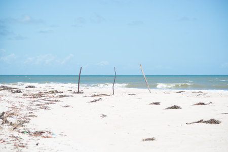 View of old branches on the sands of Guaibim beach, in the tourist town of Valenca, Bahia.の写真素材